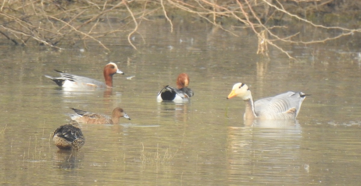 Bar-headed Goose - ML340420931