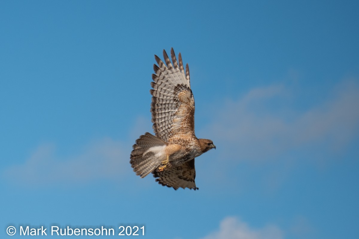Red-tailed Hawk - ML340421961
