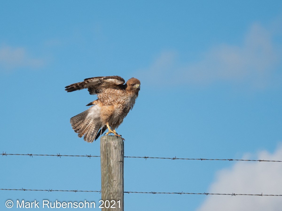 Red-tailed Hawk - ML340421981