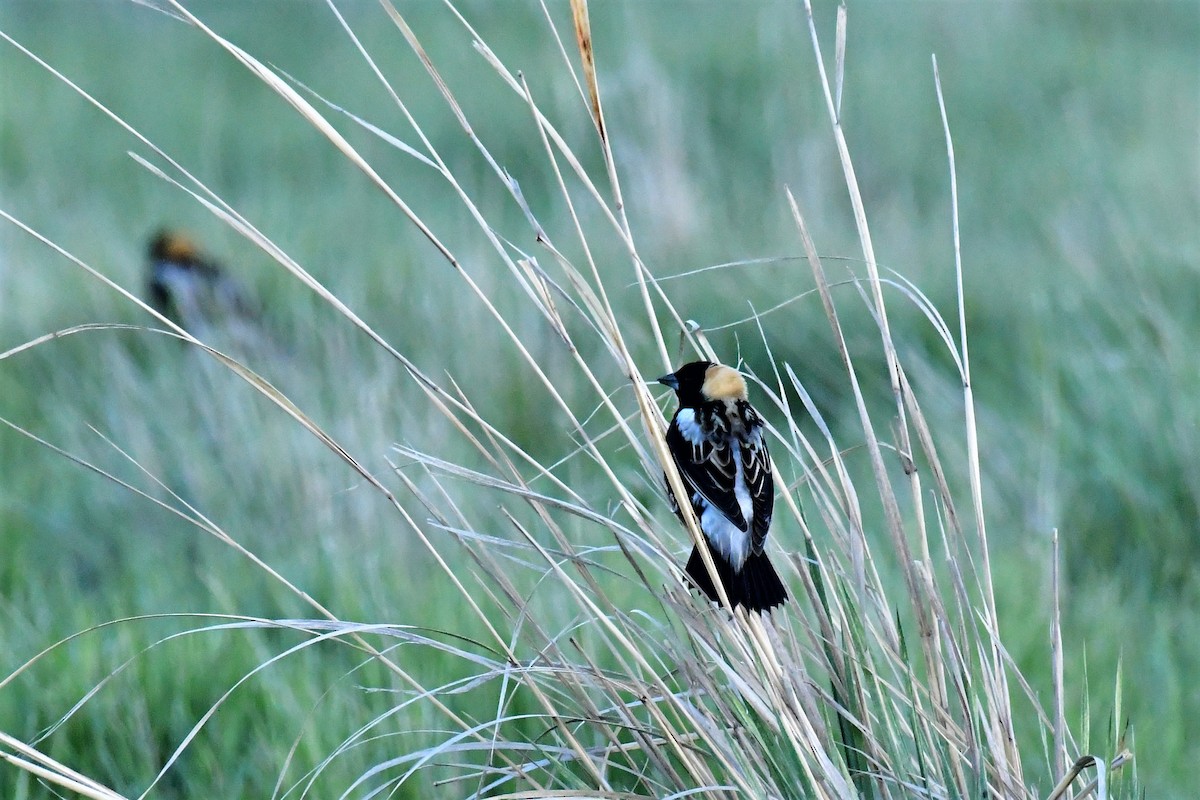 Bobolink - Harold Ziolkowski