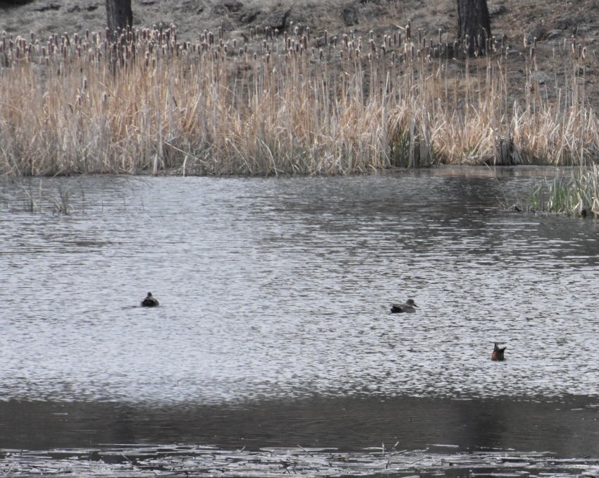 Gadwall - ML340424561