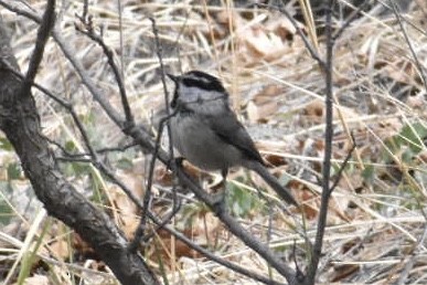 Mountain Chickadee (Rocky Mts.) - ML340424671