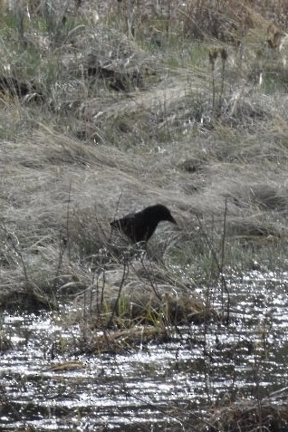 American Crow - ML340424731