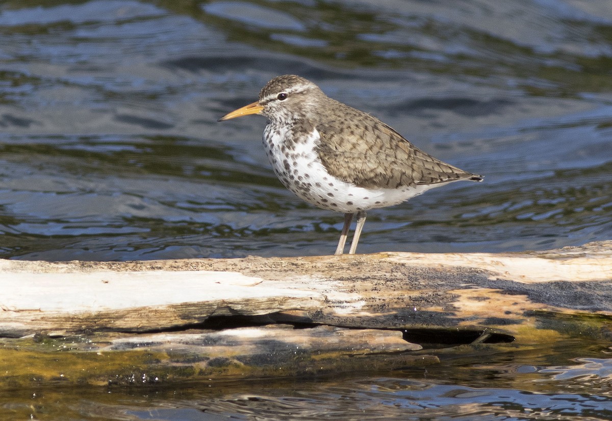 Spotted Sandpiper - ML340425011