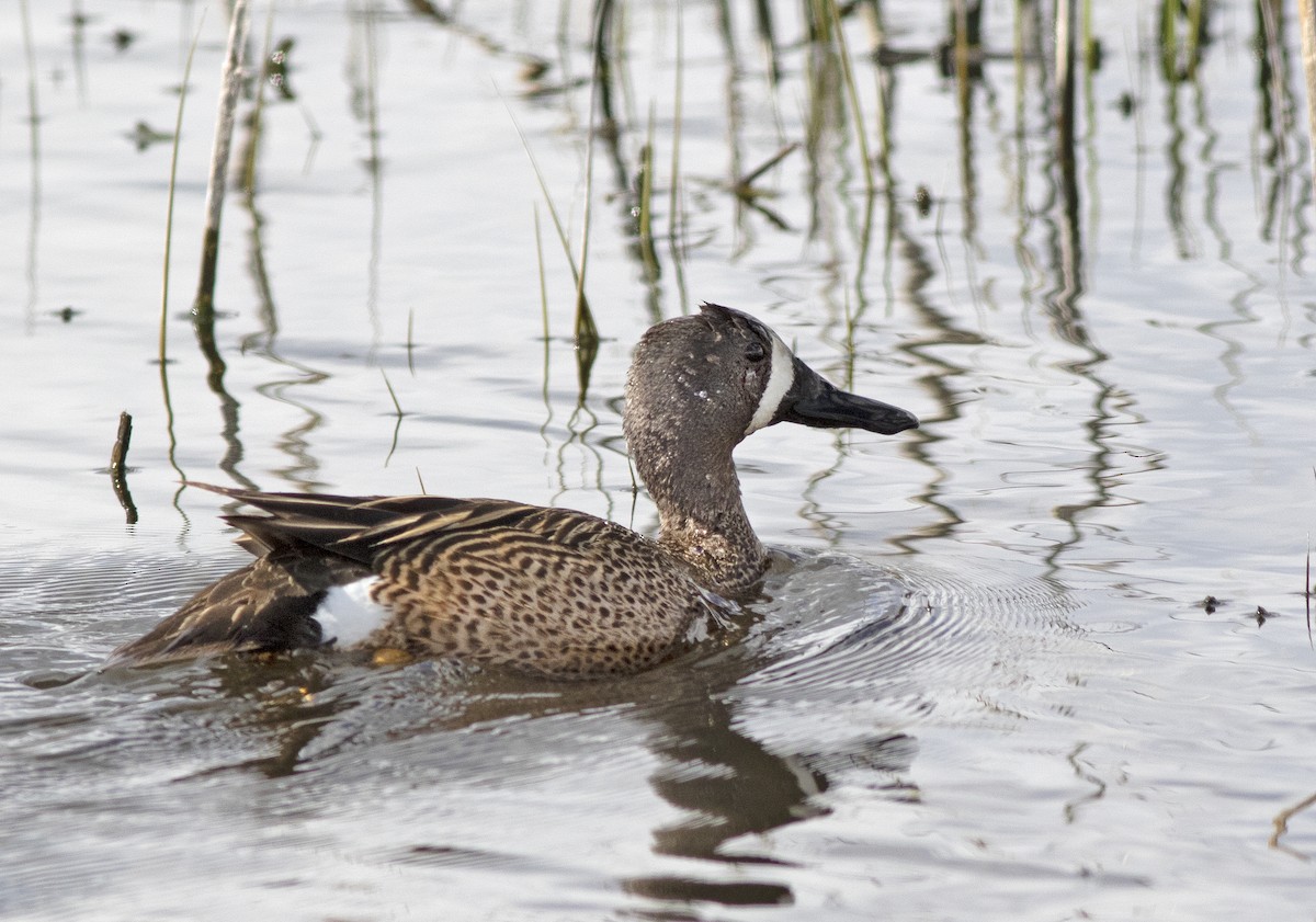 Blue-winged Teal - ML340425251