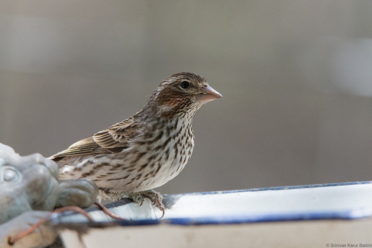 Cassin's Finch - ML340425721