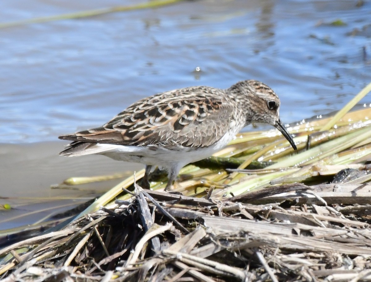 Least Sandpiper - ML340426011