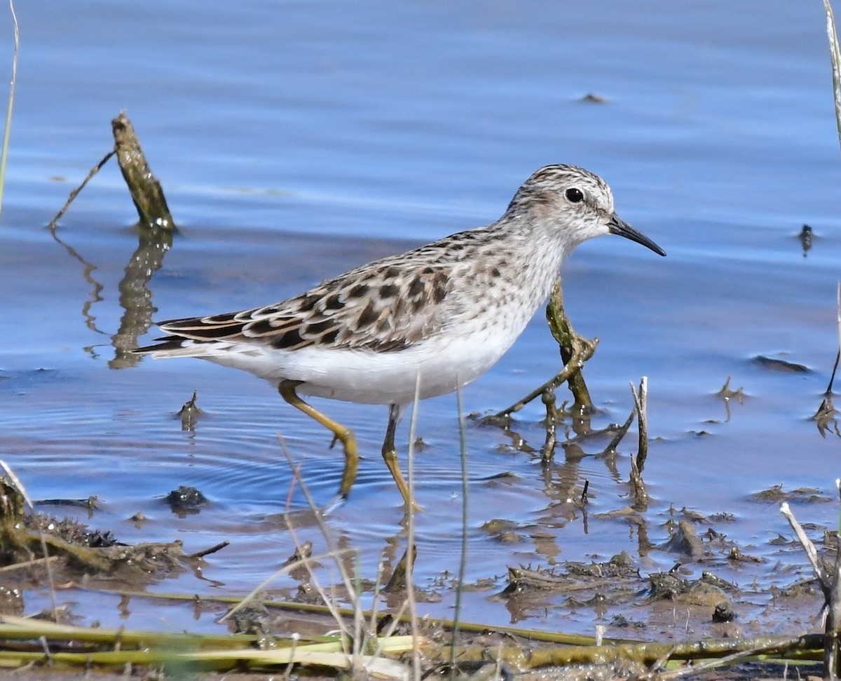 Least Sandpiper - ML340426061