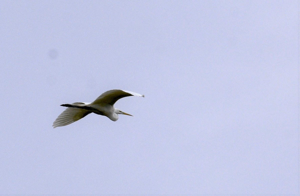 Great Egret - ML340426261