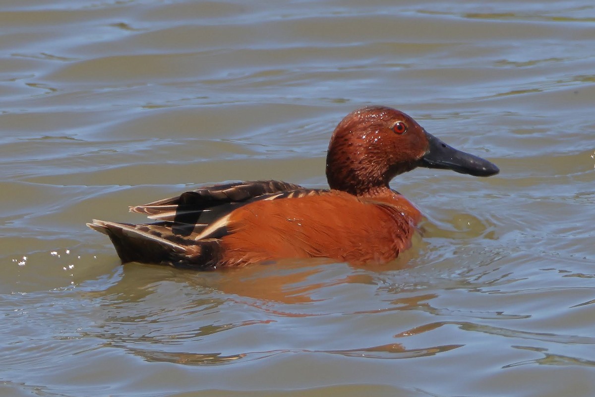 Cinnamon Teal - ML340426401