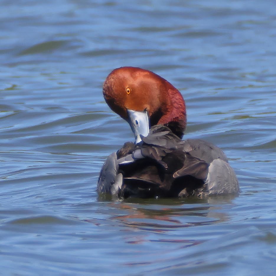 Redhead - ML340426791