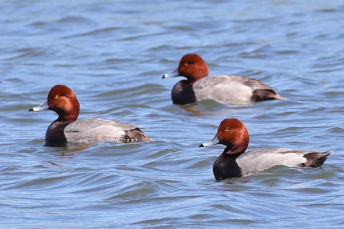 Redhead - ML340426801