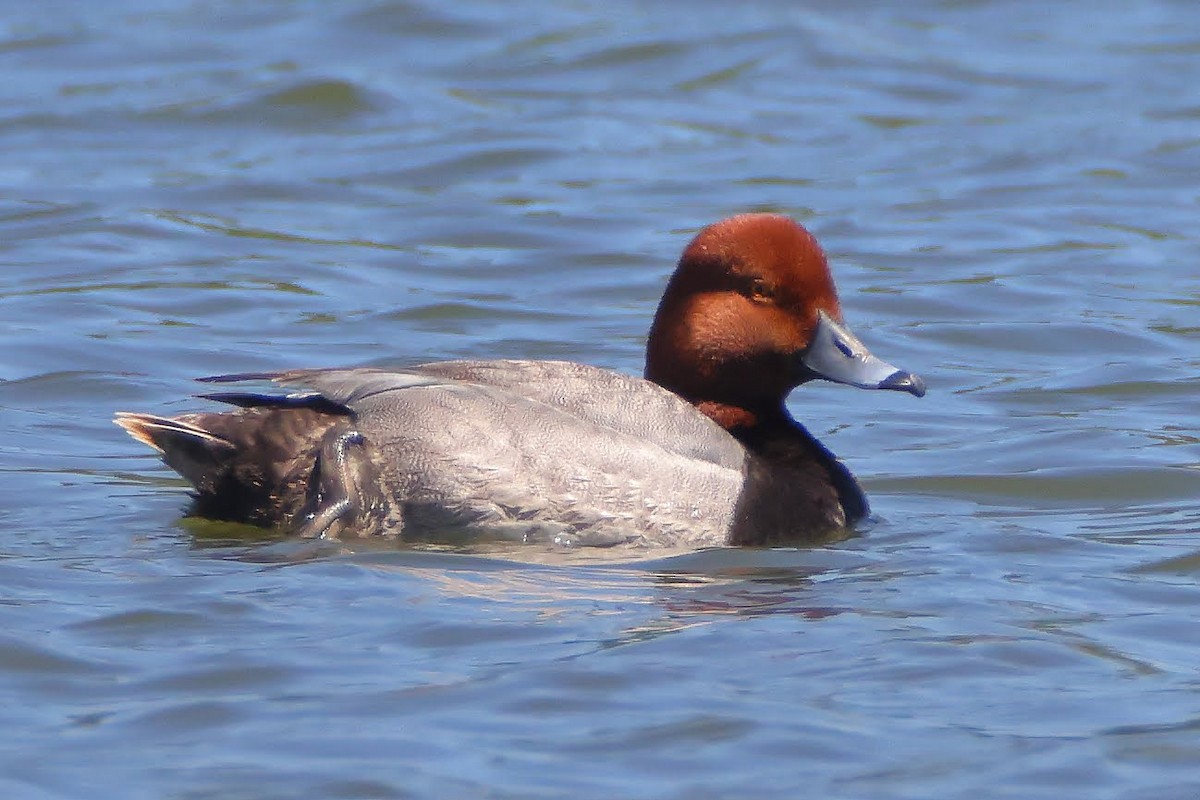 Redhead - ML340426811