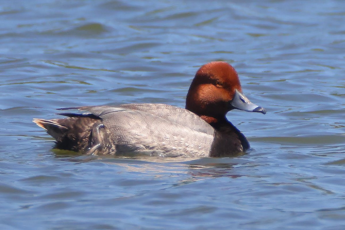 Redhead - ML340426811