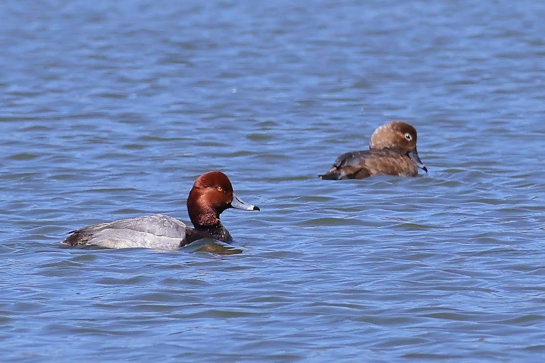 Redhead - ML340426821