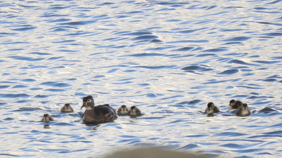 Wood Duck - ML340426991