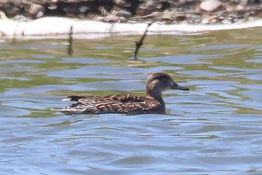 Green-winged Teal - ML340427021