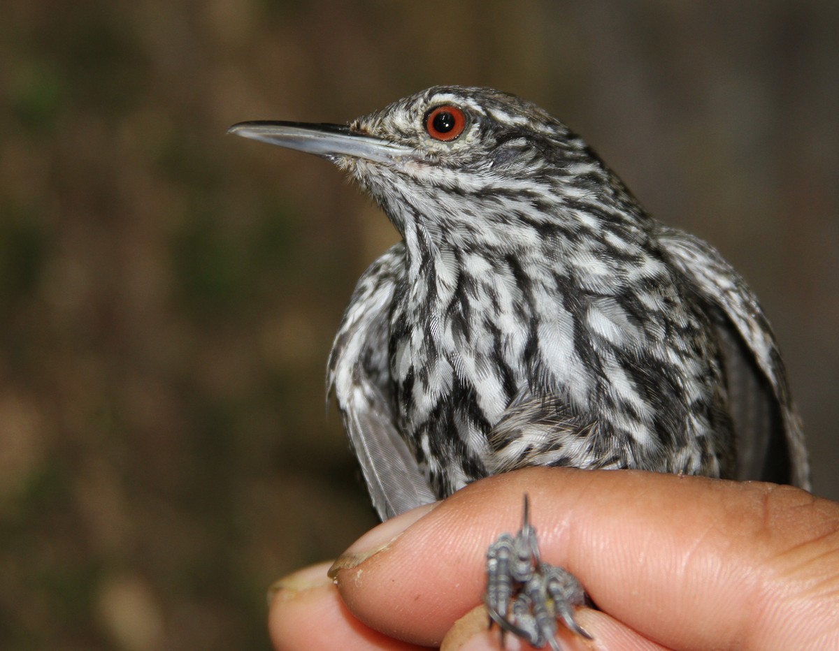 Stripe-breasted Wren - Georges Duriaux