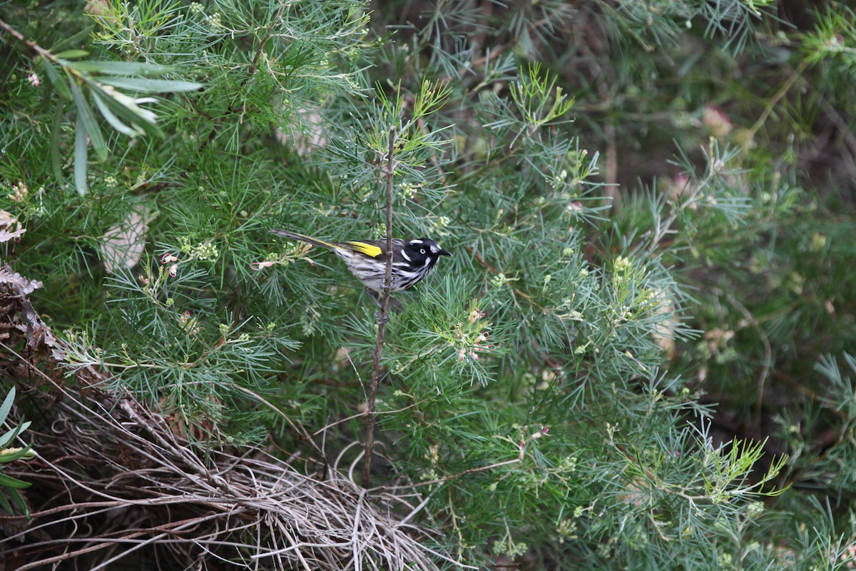 メジロキバネミツスイ - ML34042791