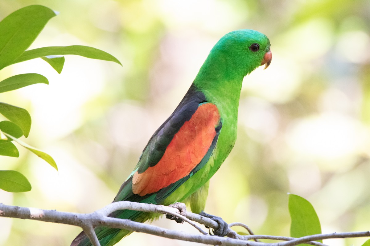 Red-winged Parrot - ML340428251