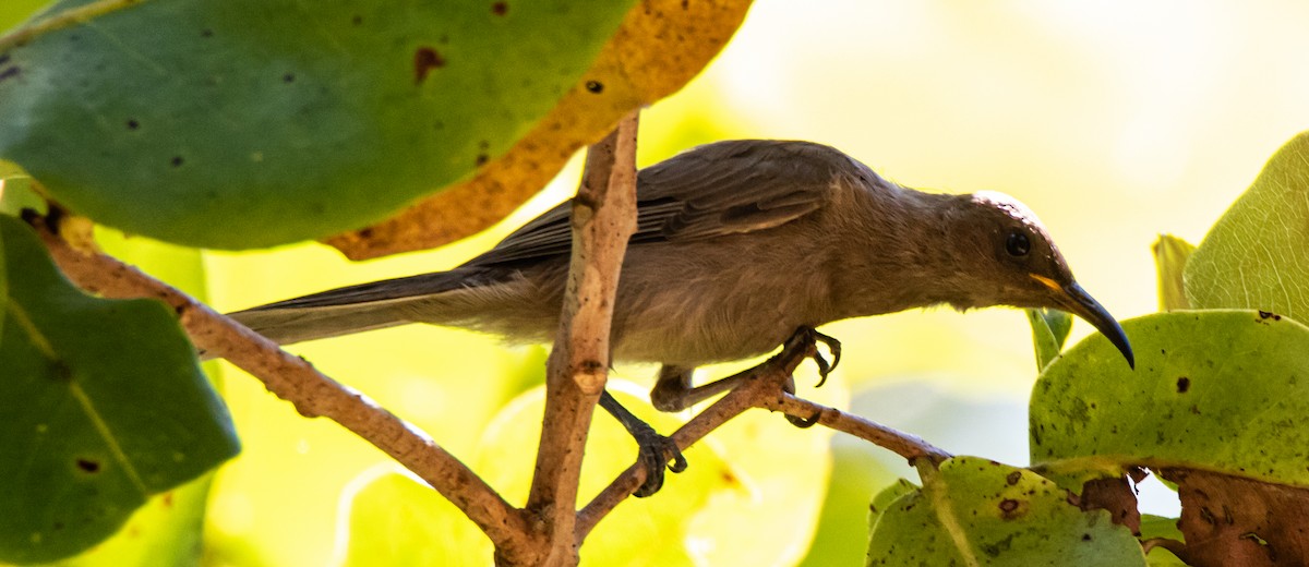 Brown Honeyeater - ML340428281