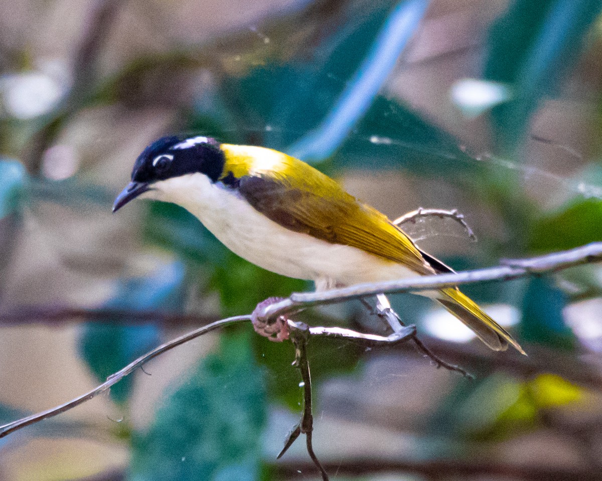 White-throated Honeyeater - ML340428311