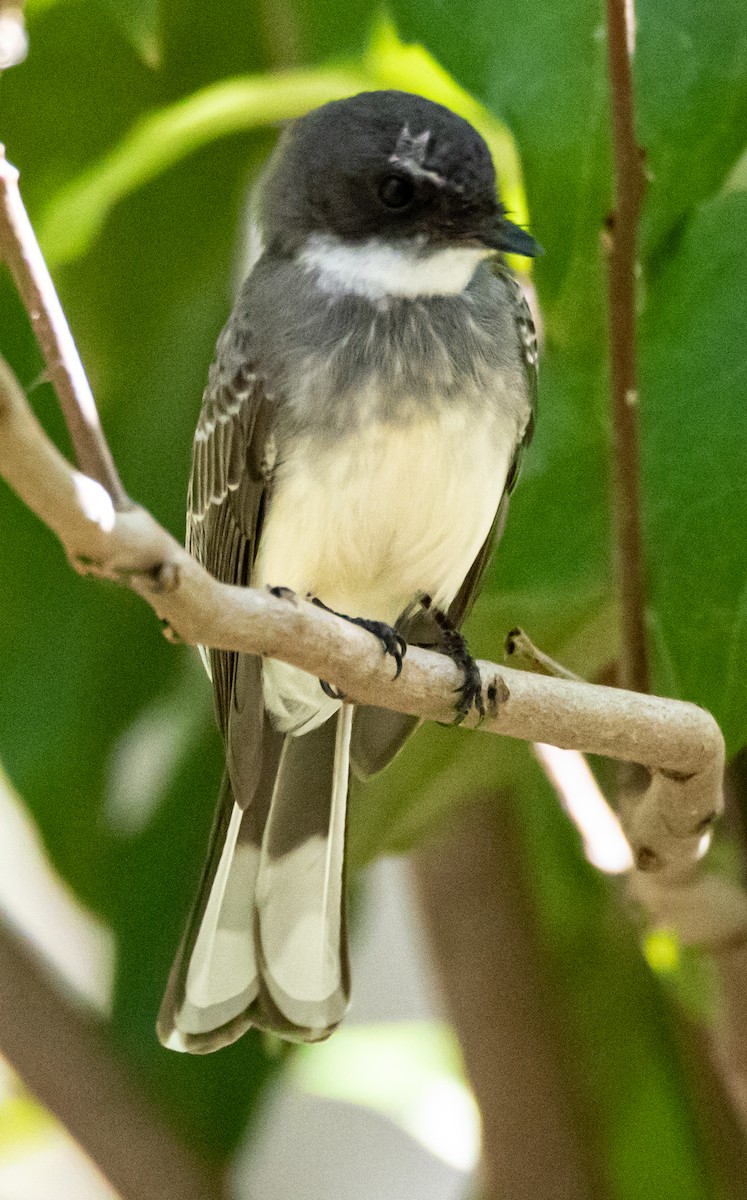 Northern Fantail - ML340428351