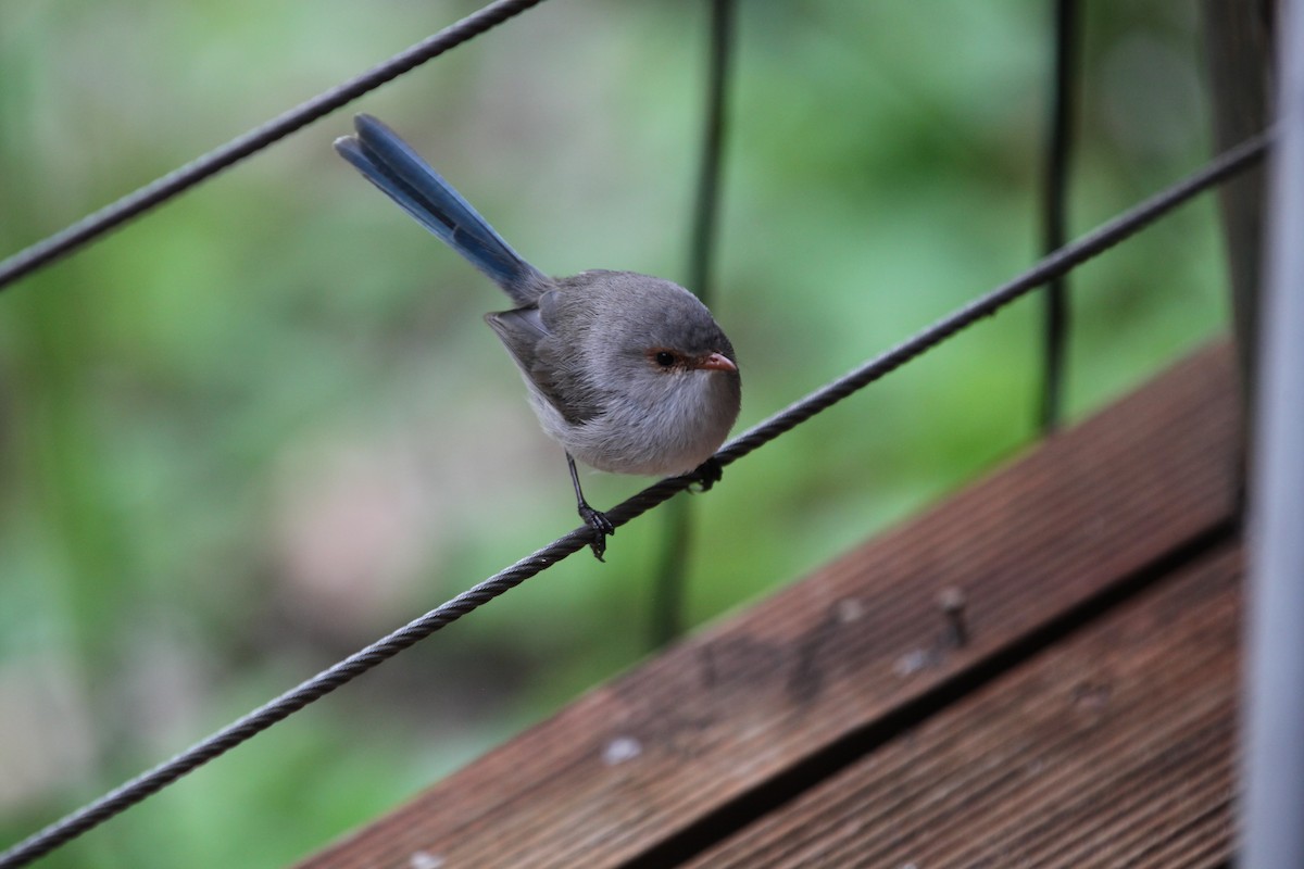 ムラサキオーストラリアムシクイ - ML34042841