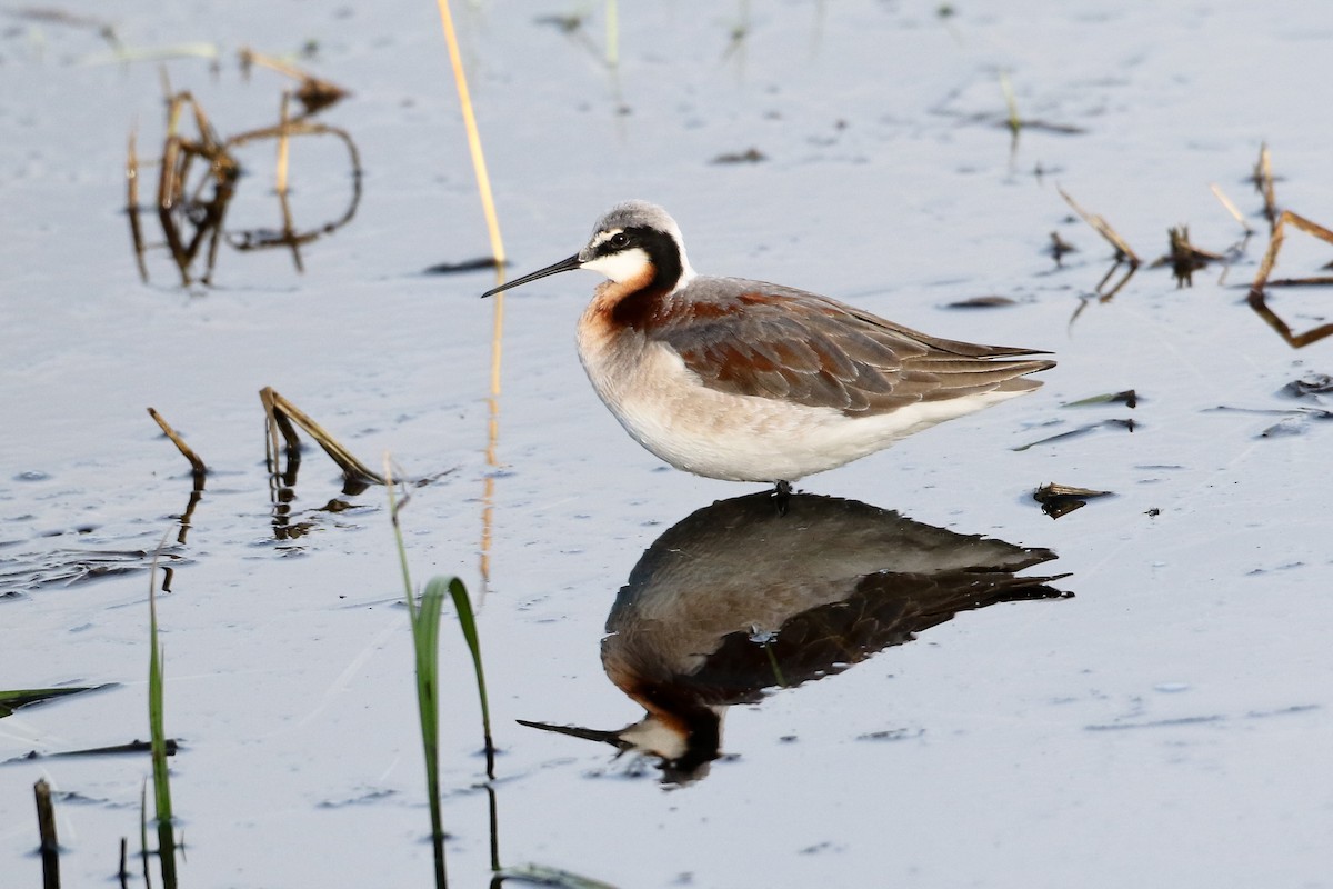 Wilson's Phalarope - ML340429191