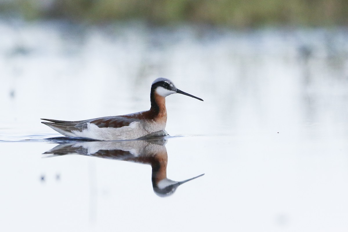 Wilson's Phalarope - ML340429211