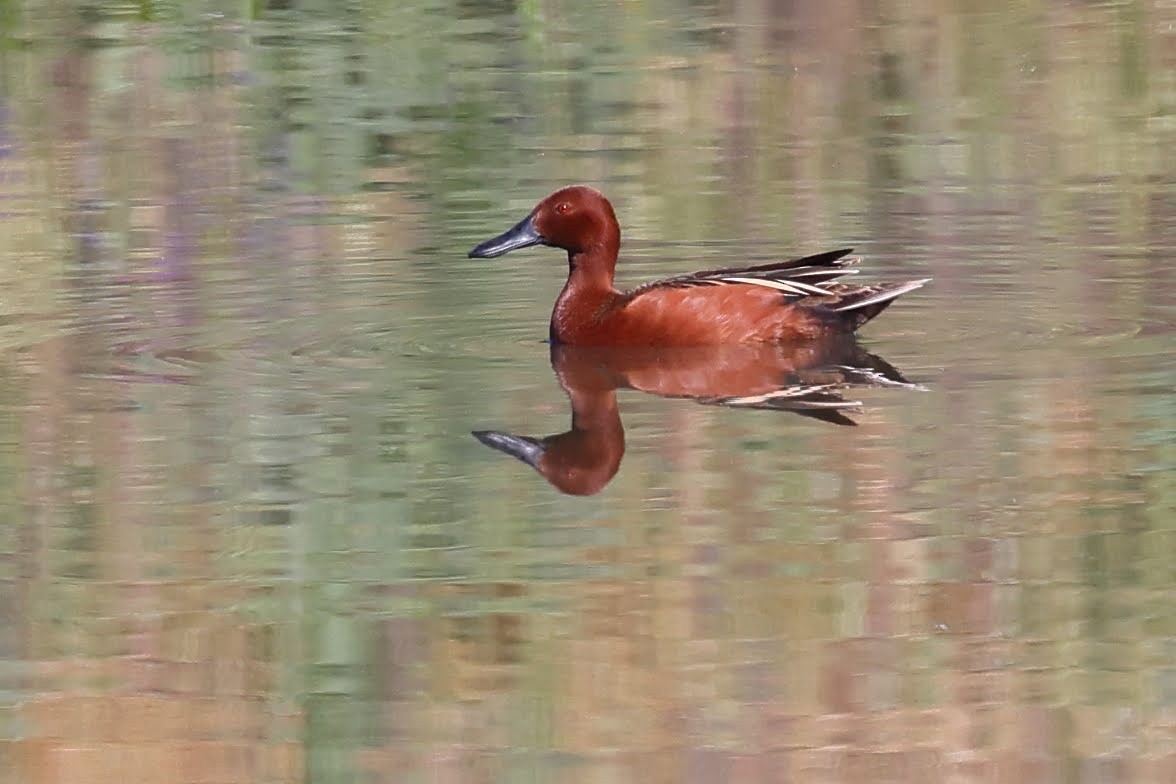 Cinnamon Teal - ML340429411