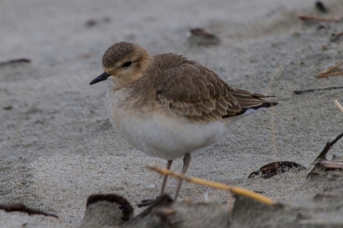 Mountain Plover - ML340429531