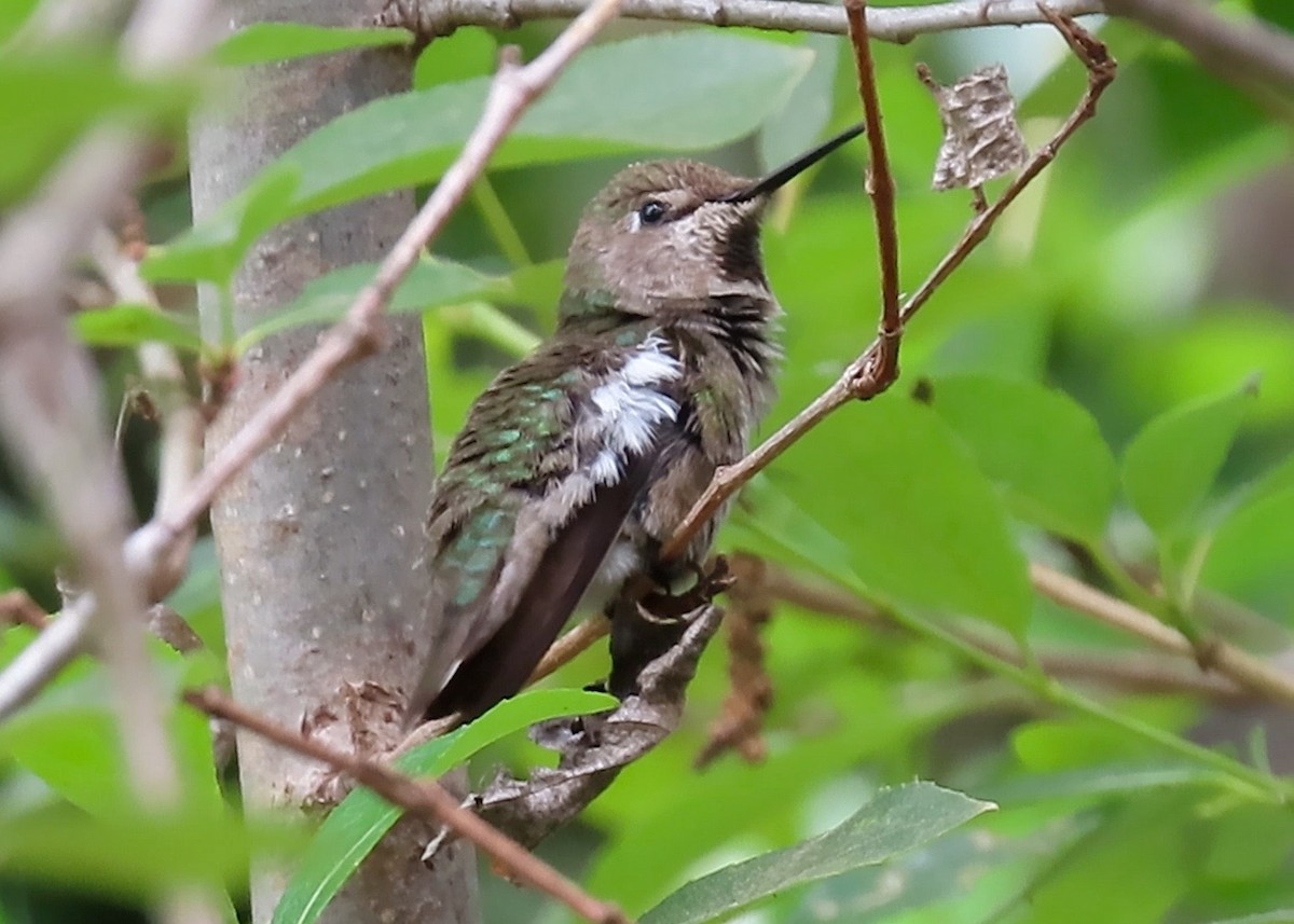 rødmaskekolibri - ML340429761