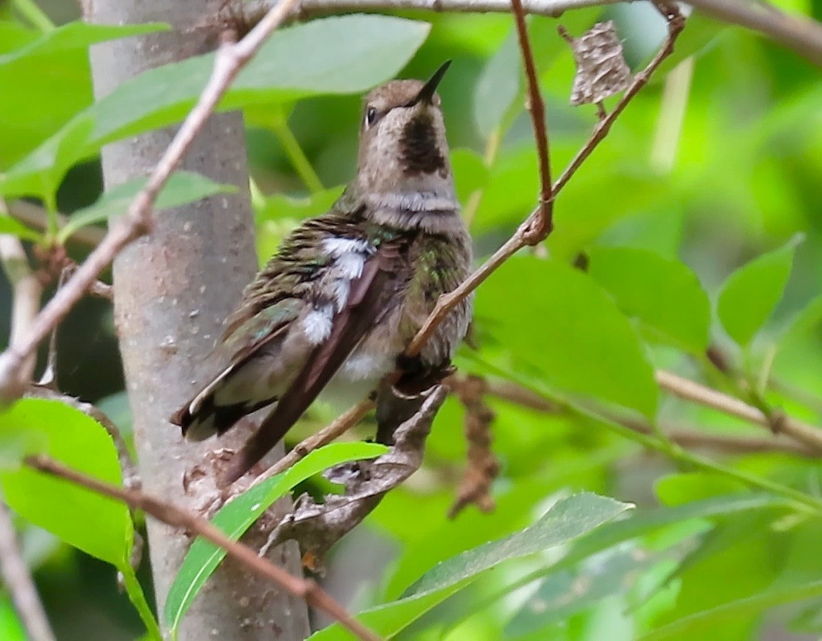 rødmaskekolibri - ML340429771