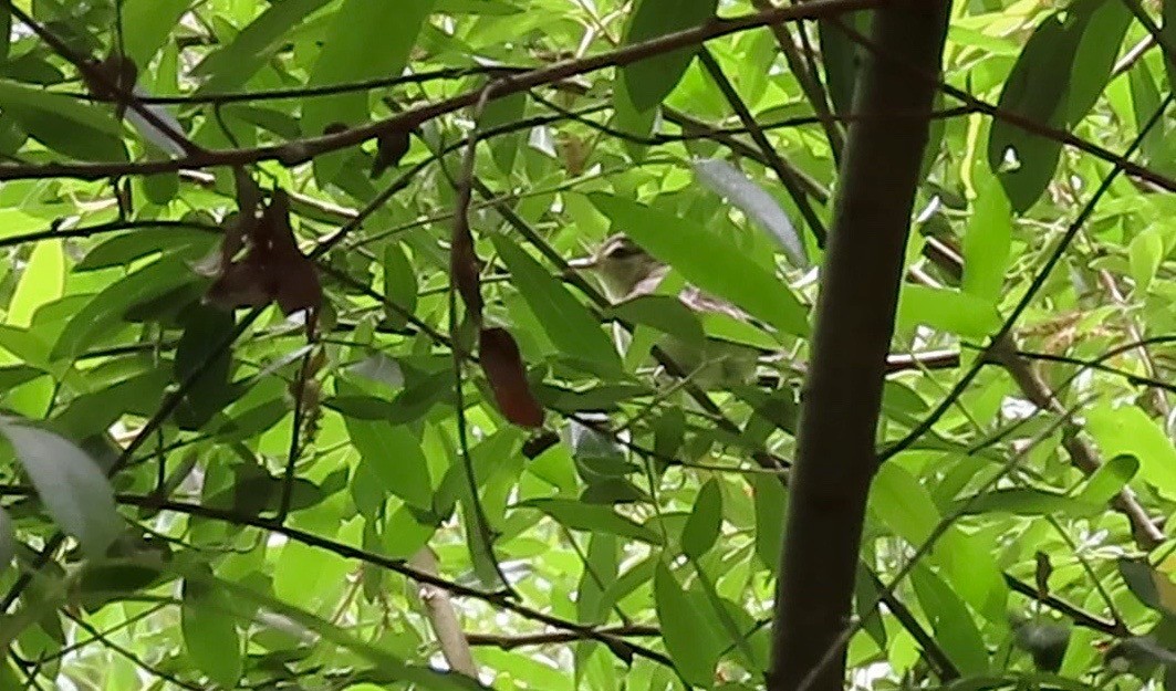 sangvireo - ML340430151