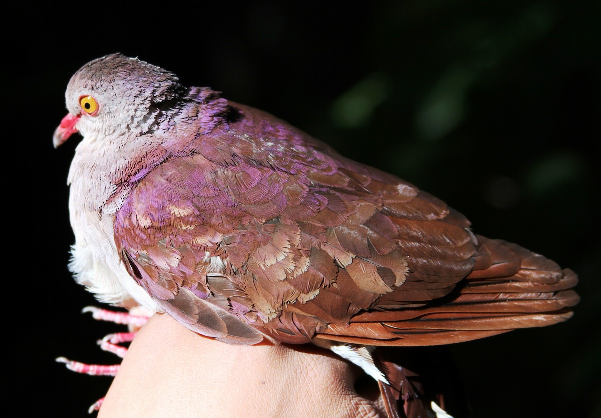 Colombe à nuque violette - ML34043051