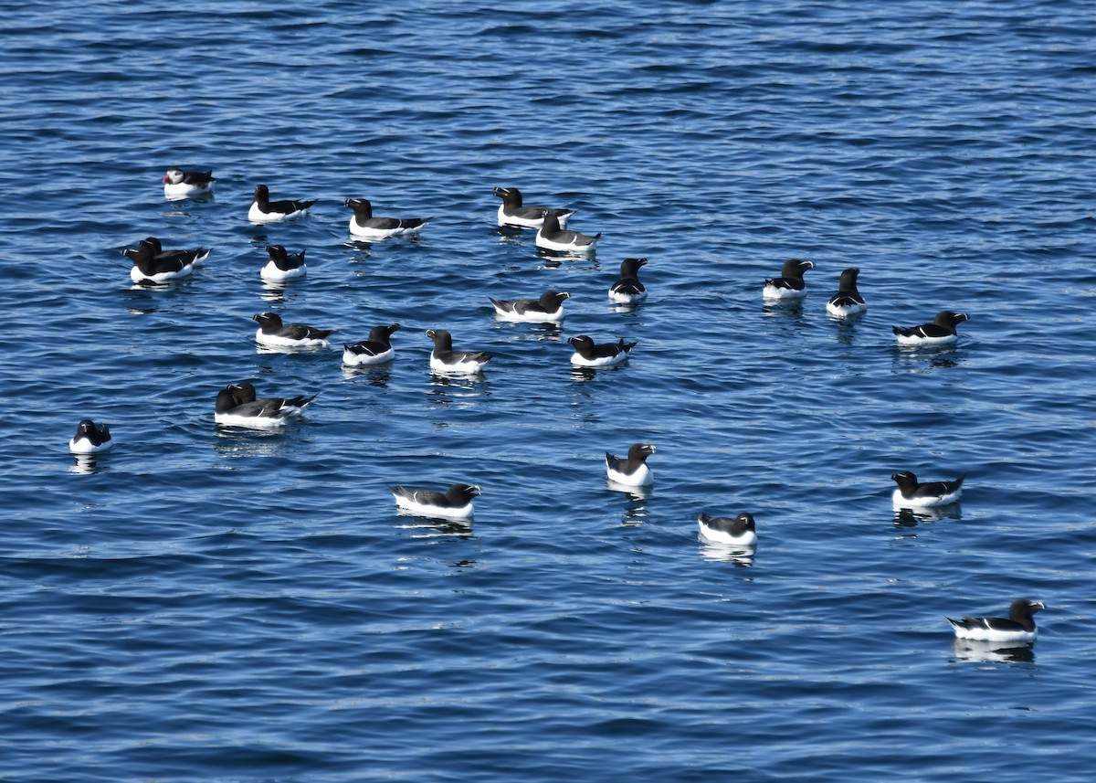 Razorbill - ML340431401