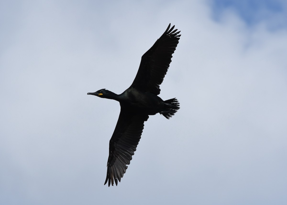 Cormorán Moñudo - ML340431491