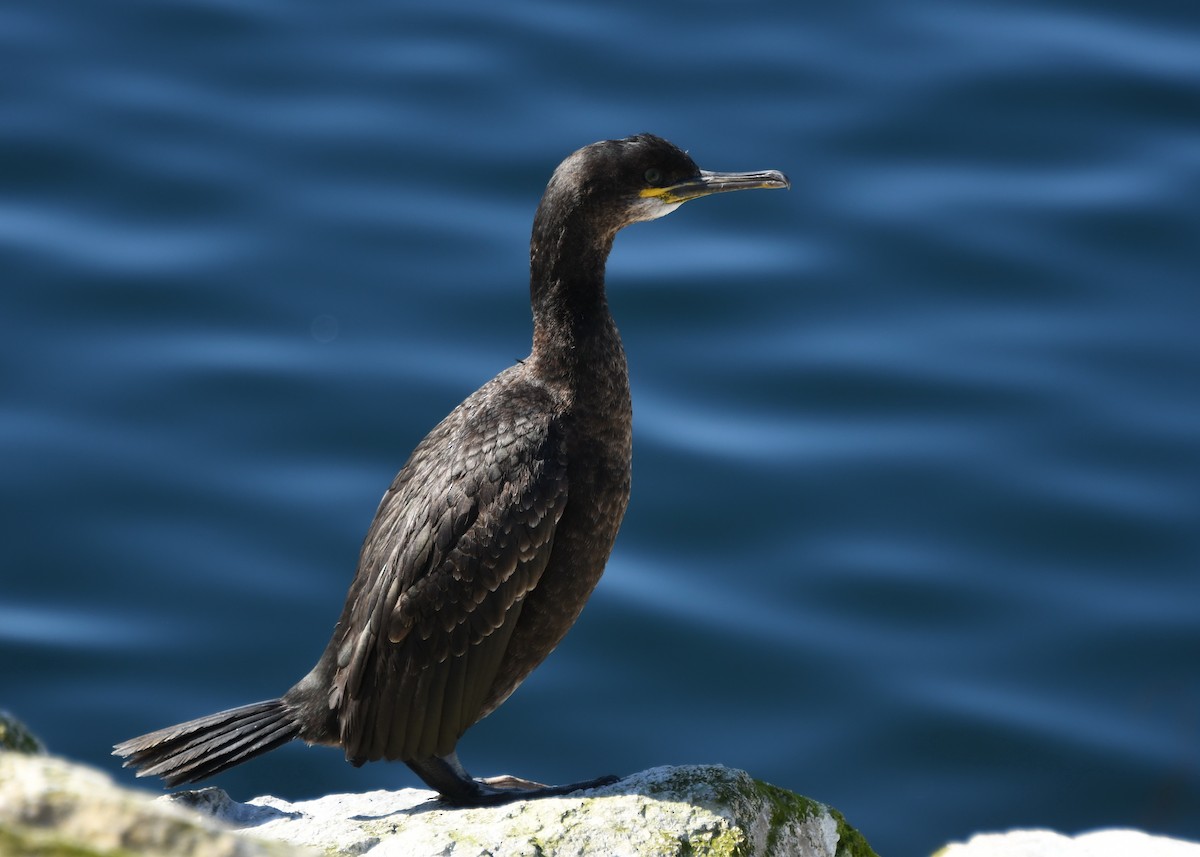 Cormorán Moñudo - ML340431501