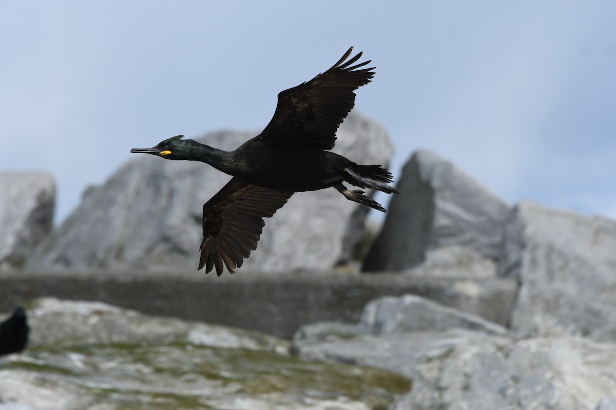 Cormorán Moñudo - ML340431511