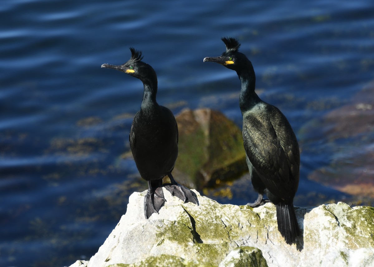 Cormorán Moñudo - ML340431541