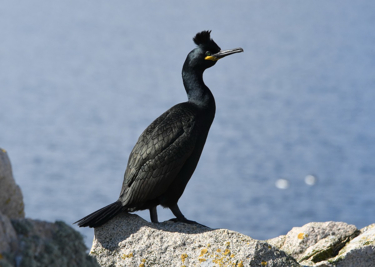 Cormorán Moñudo - ML340431581