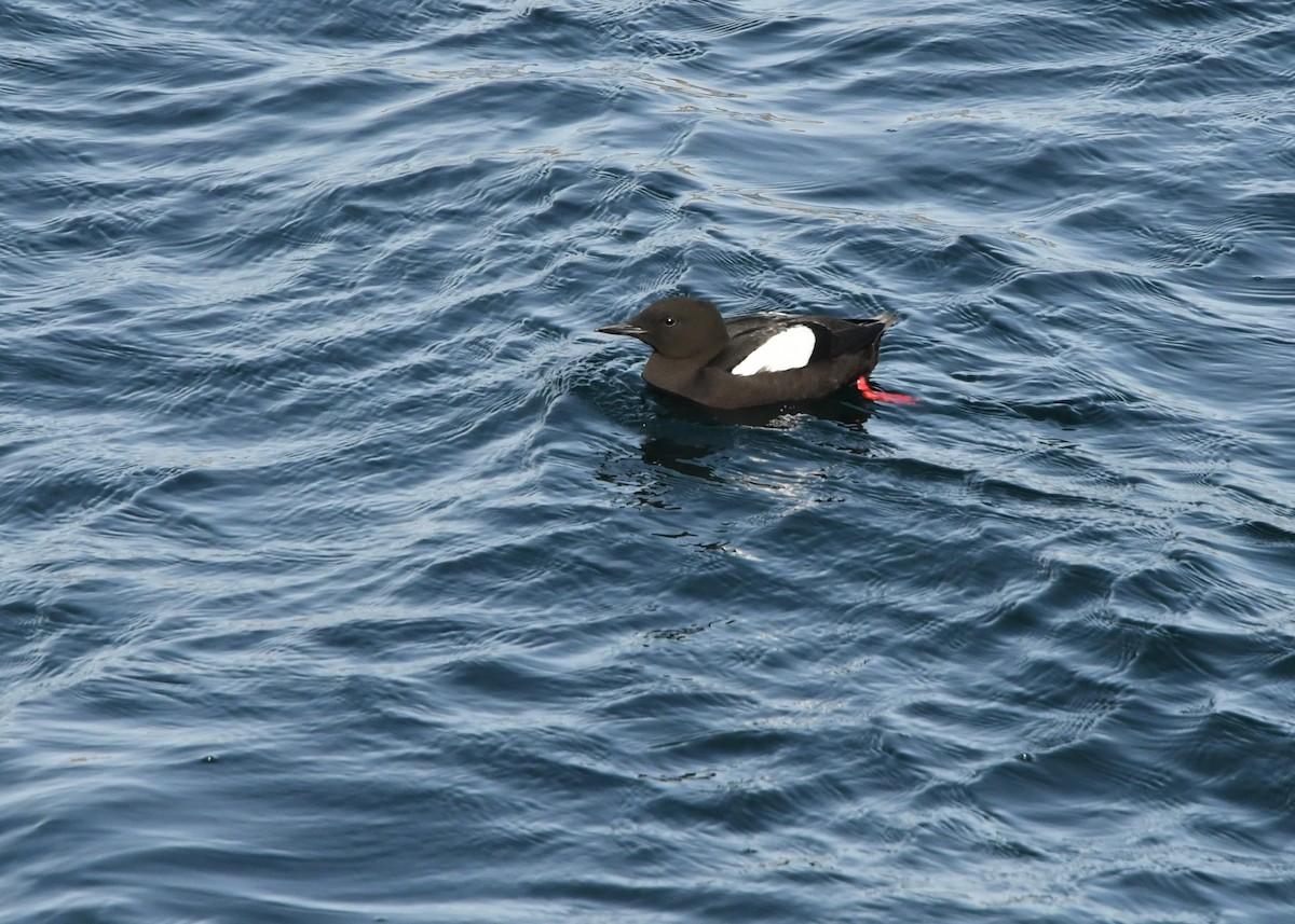 Guillemot à miroir - ML340431901