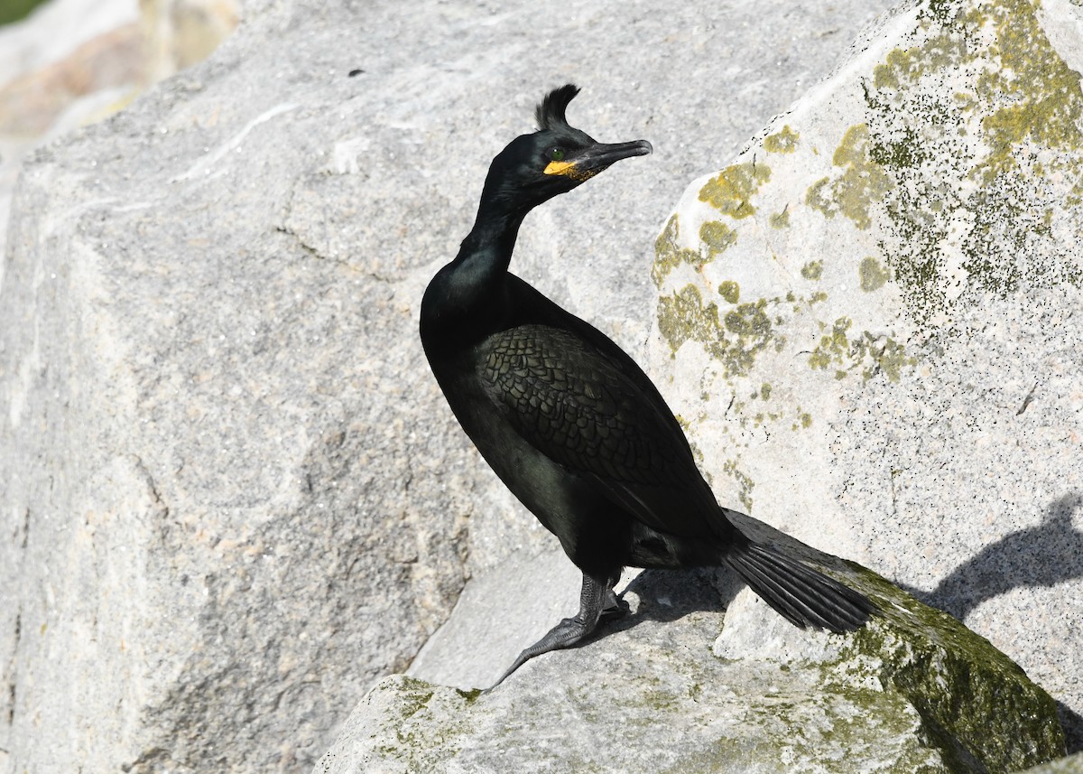 Cormorán Moñudo - ML340432481