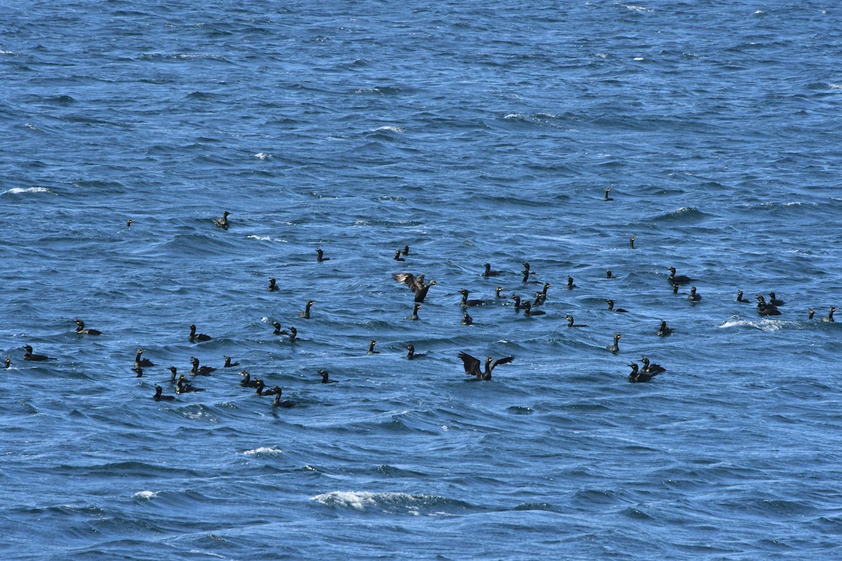 European Shag - Brett Sandercock