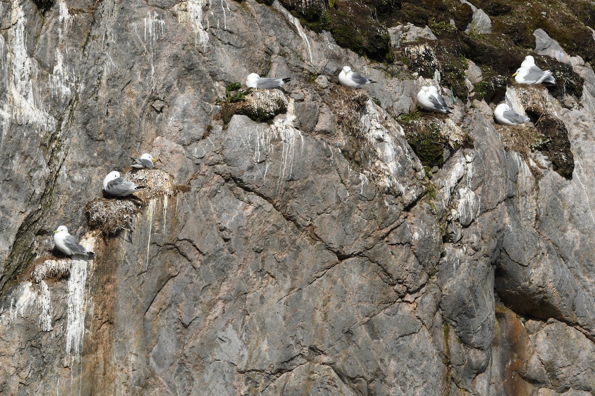 Black-legged Kittiwake - ML340432781