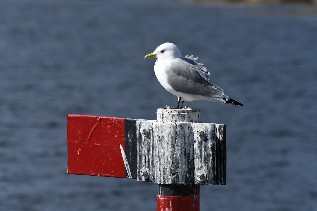 Black-legged Kittiwake - ML340432791