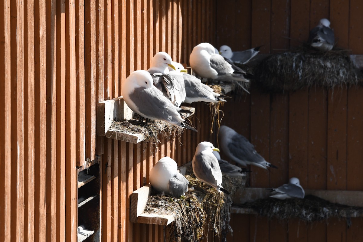 Black-legged Kittiwake - ML340432821