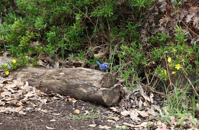 ムラサキオーストラリアムシクイ - ML34043651