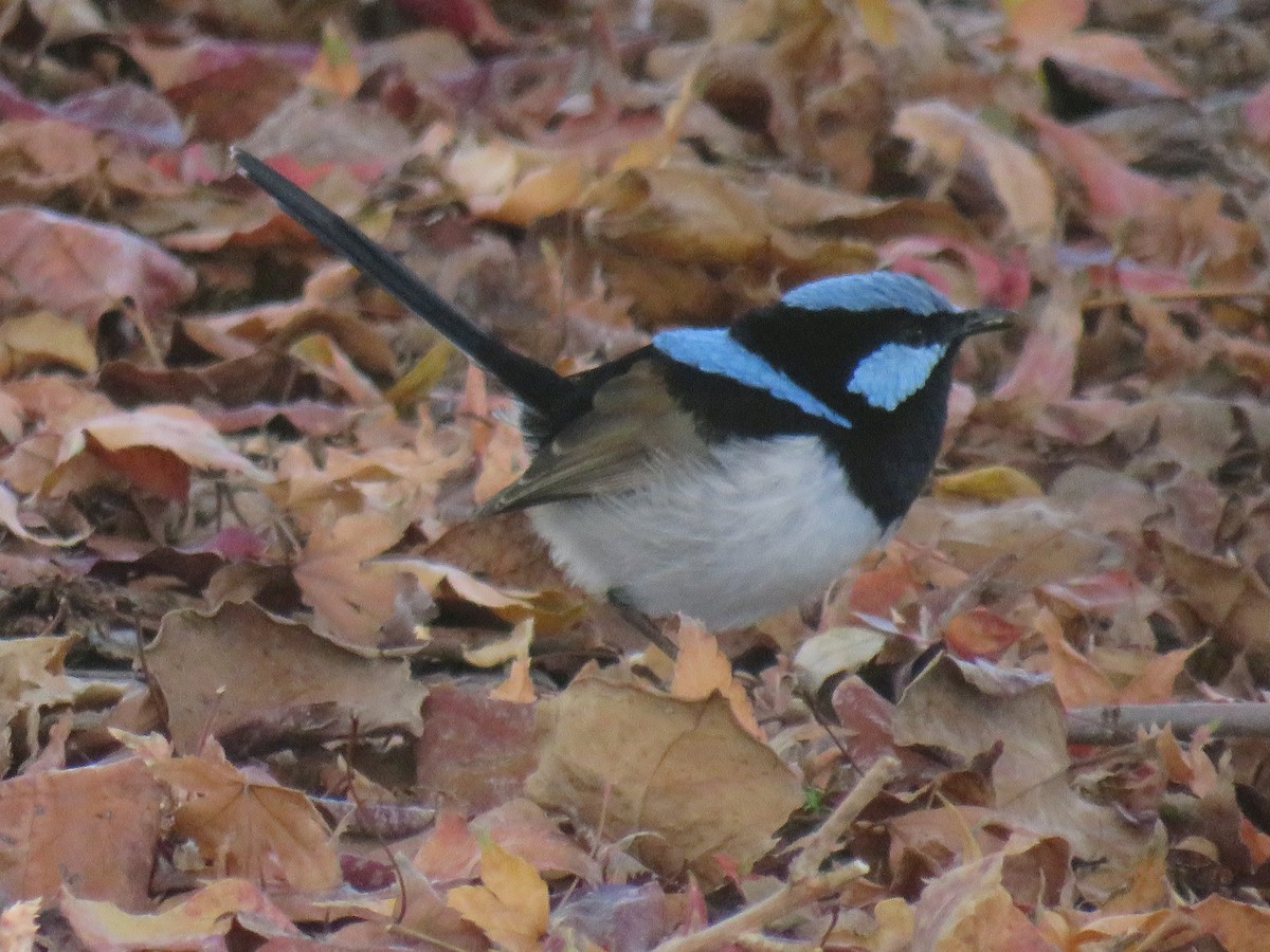 Superb Fairywren - ML340437741